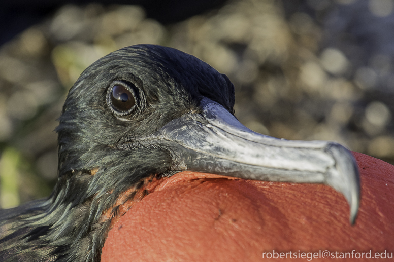 galapagos